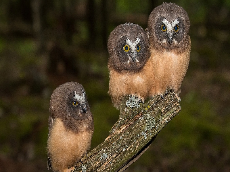 泰国Ngs试管费用试管 mb是什么44岁去做试管